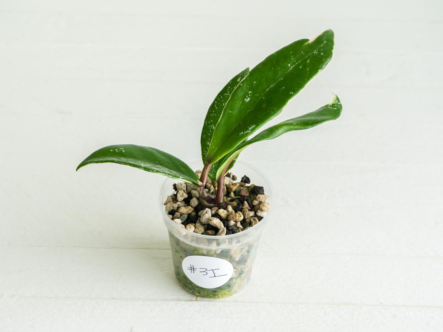 Hoya pubicalyx (Albo, Low Splash)