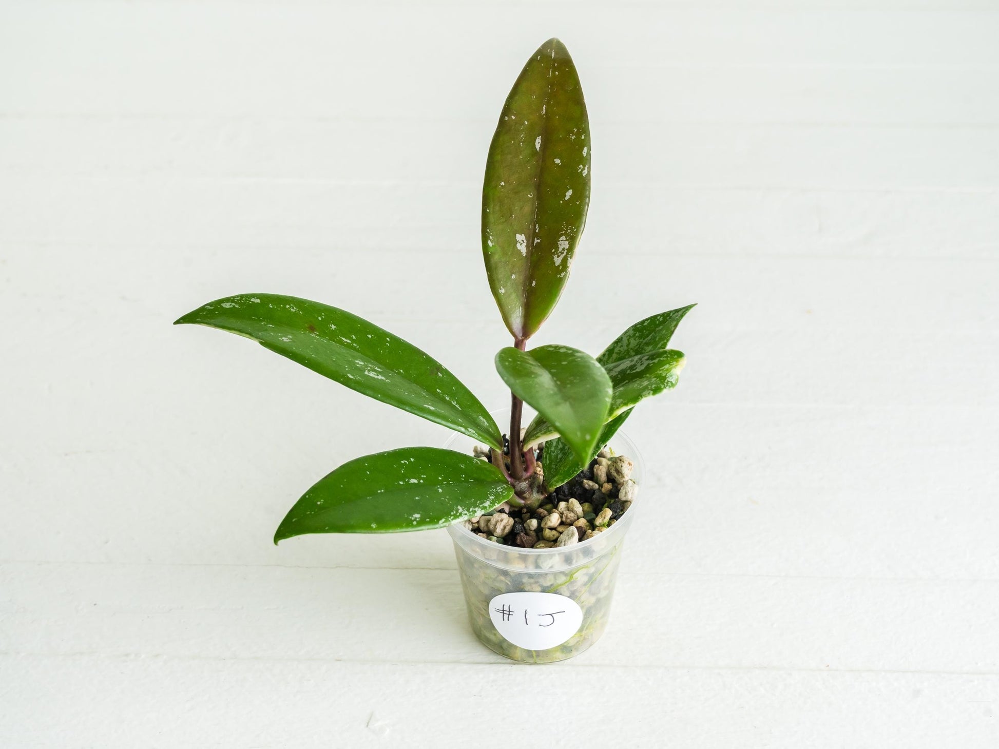 Hoya pubicalyx (Albo, Low Splash)