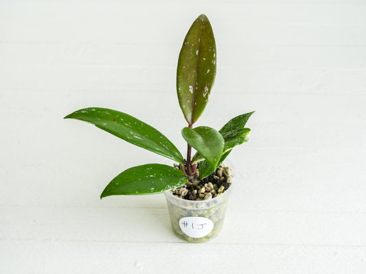 Hoya pubicalyx (Albo, Low Splash)