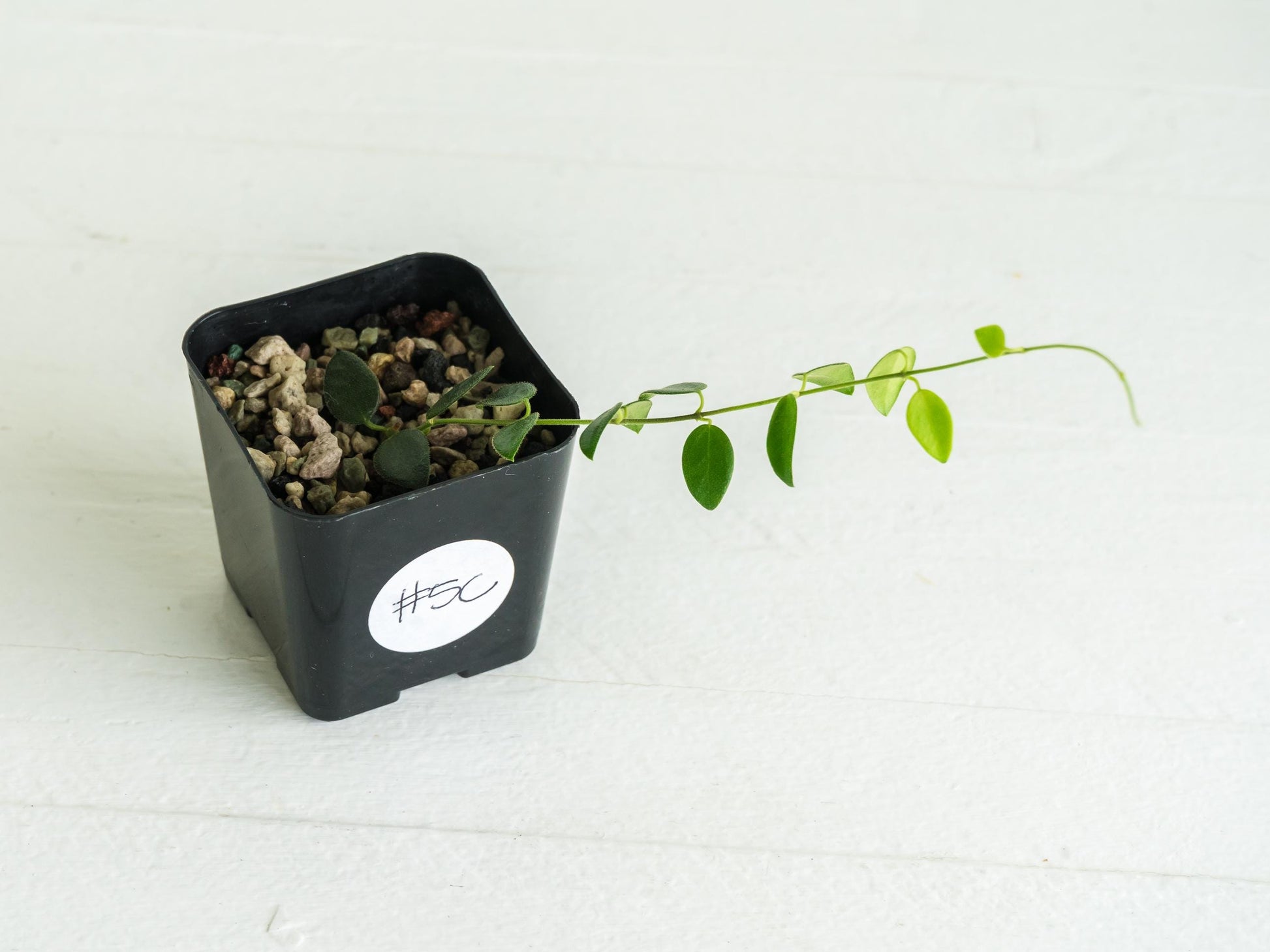 Hoya pulleana (IM-02) | 2-Inch
