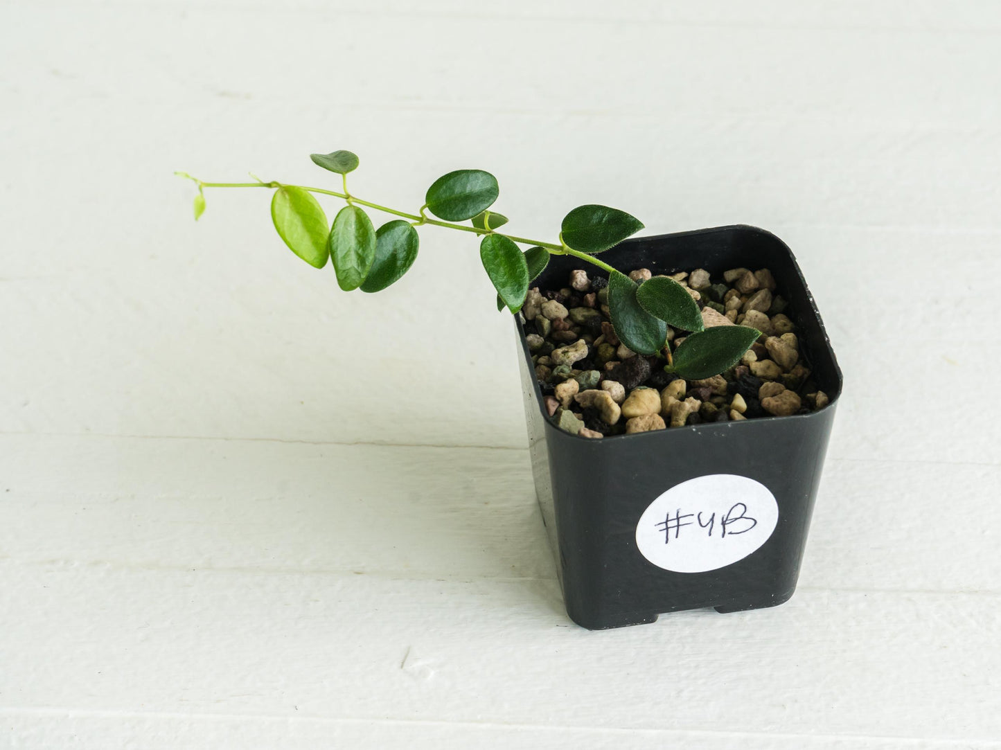 Hoya pulleana (IM-02) | 2-Inch