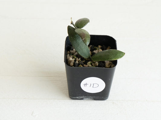 Hoya sigillatis 'Alas River' | 2-Inch
