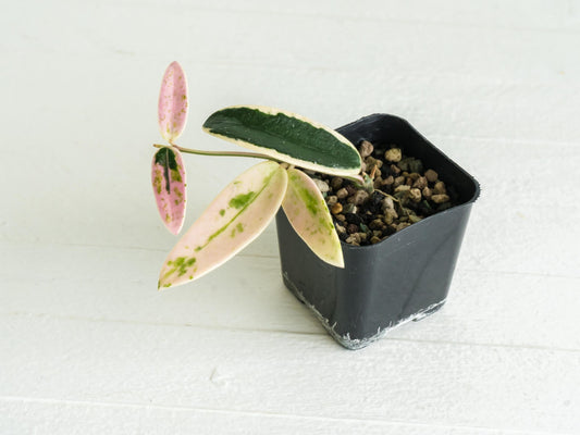 Hoya lyi 'Prism' | 2-Inch