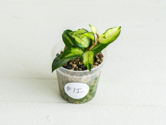 Hoya lacunosa 'Tricolor Bruno' | 2-Inch