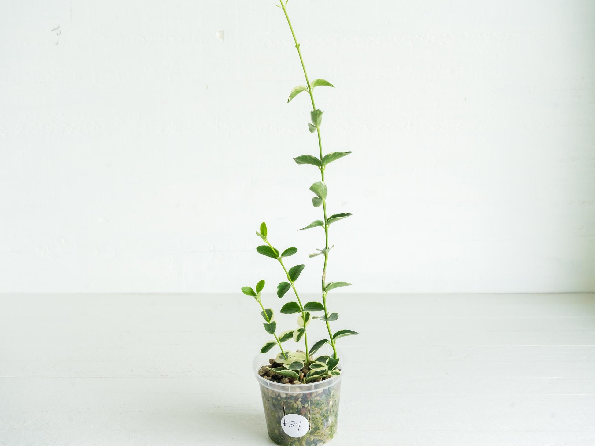 Hoya cumingiana (Albo | Outer Variegated) | 3-Inch