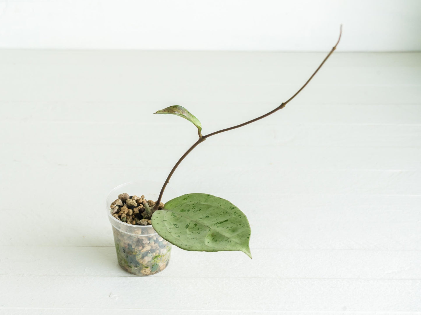 Hoya 'Snowman' | Exact Plant Shown | Rooted in 2-Inch Pot