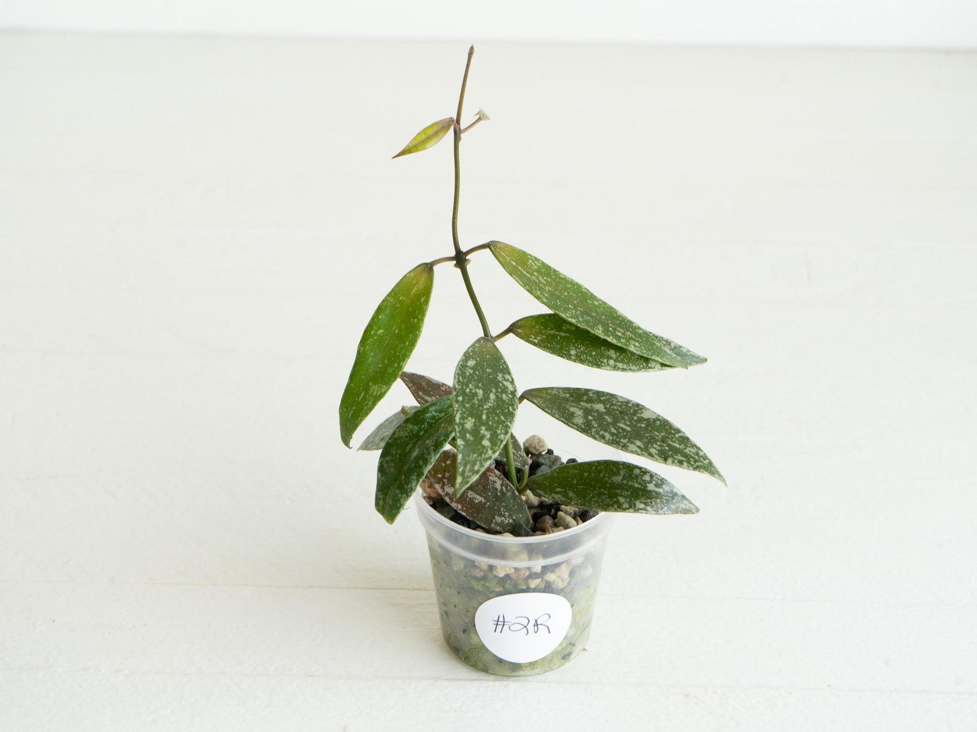 Hoya lacunosa 'Laos Full Splash' | 2-Inch