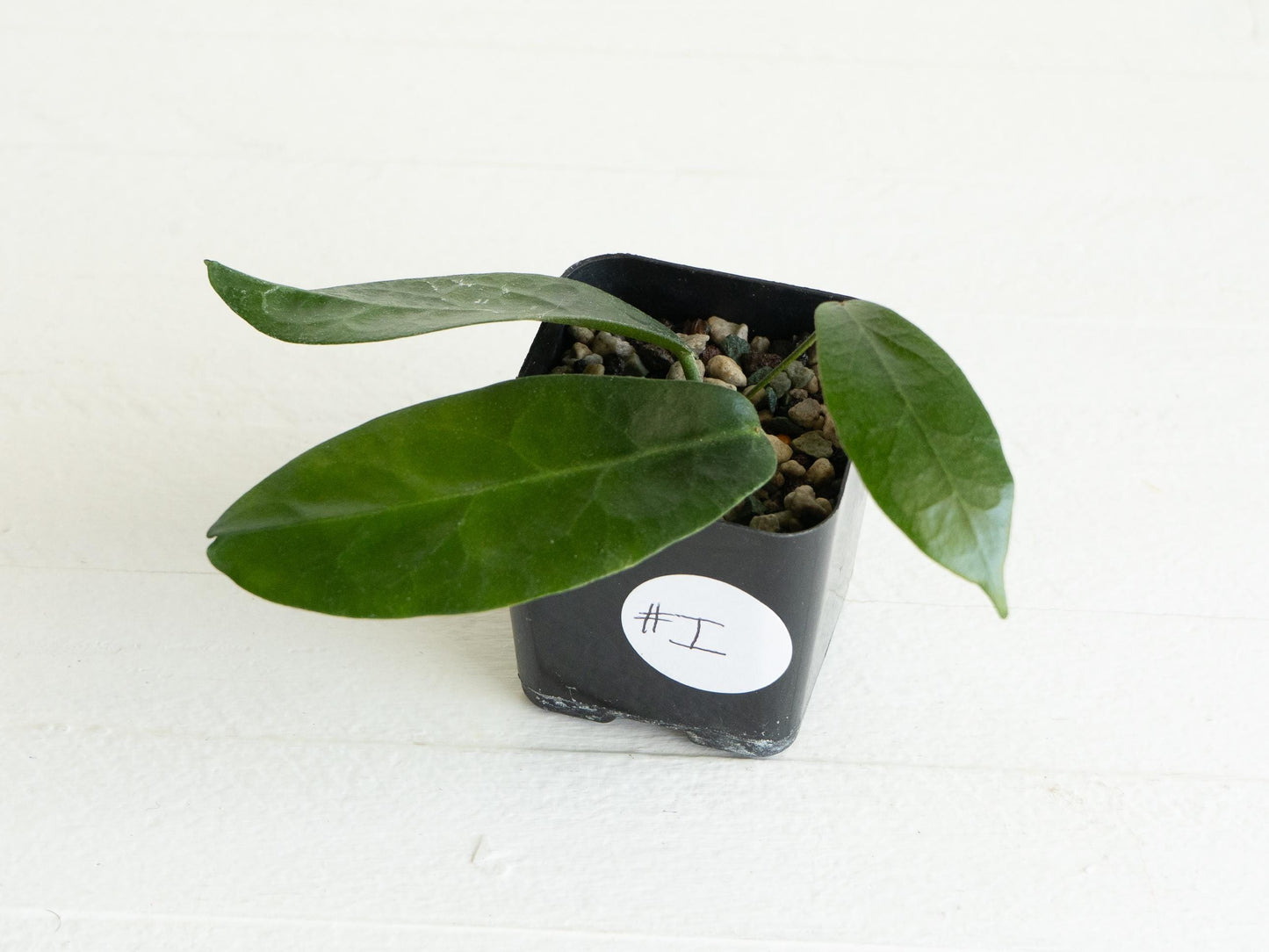 Hoya megalaster | 2-Inch