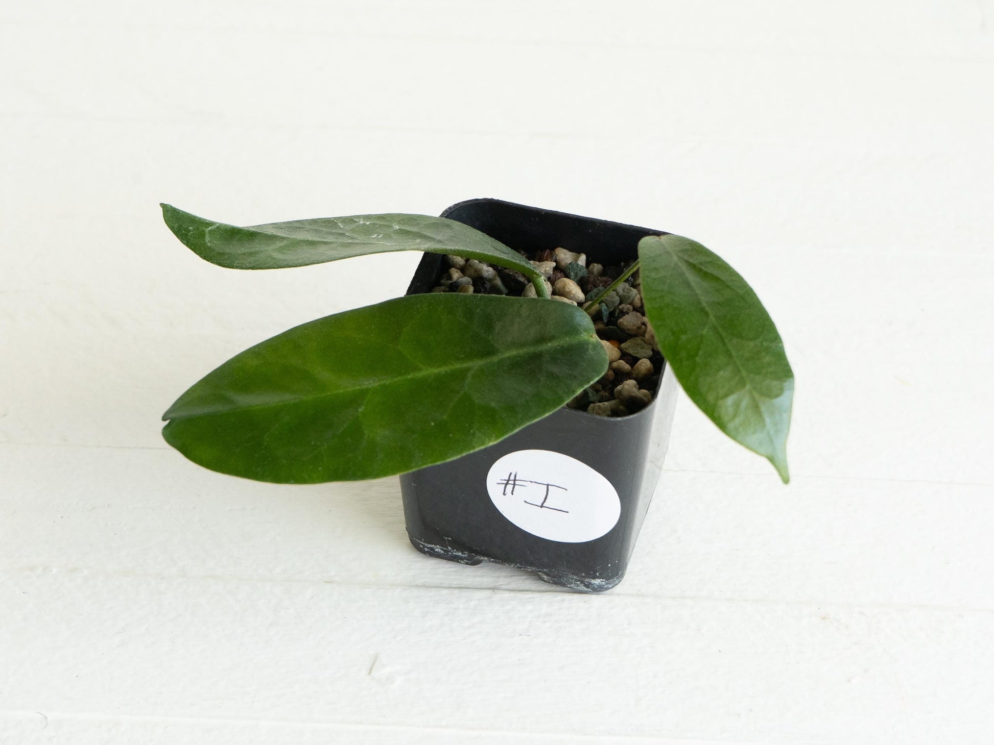 Hoya megalaster | 2-Inch