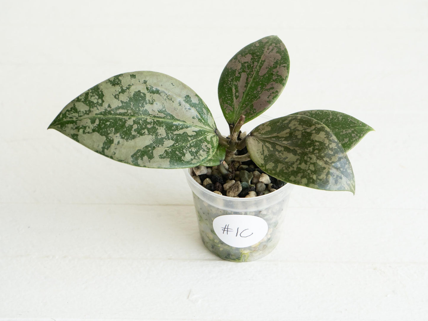 Hoya 'Wibergiae Round Leaf' (DMW-001-C) [verticillata (ex. wibergiea) x unknown] | 2-Inch