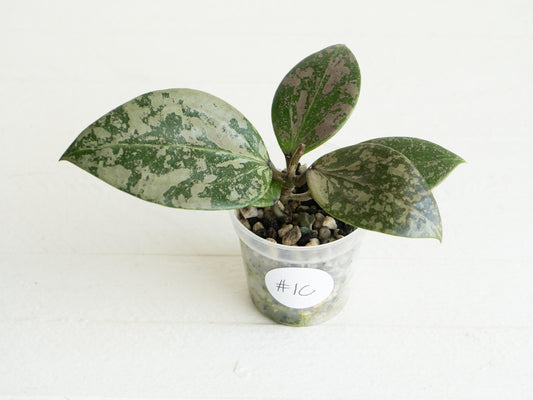 Hoya 'Wibergiae Round Leaf' (DMW-001-C) [verticillata (ex. wibergiea) x unknown] | 2-Inch