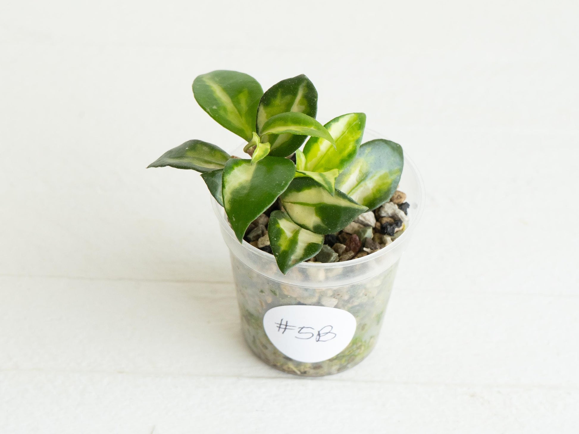 Hoya lacunosa 'Tricolor Bruno' | 2-Inch