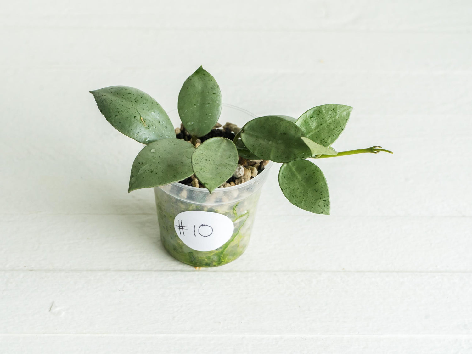 Hoya lacunosa 'Silver Mint Coin'