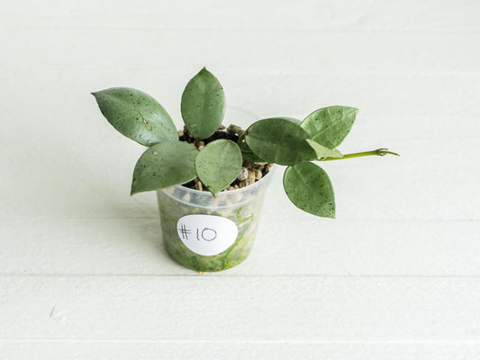 Hoya lacunosa 'Silver Mint Coin'