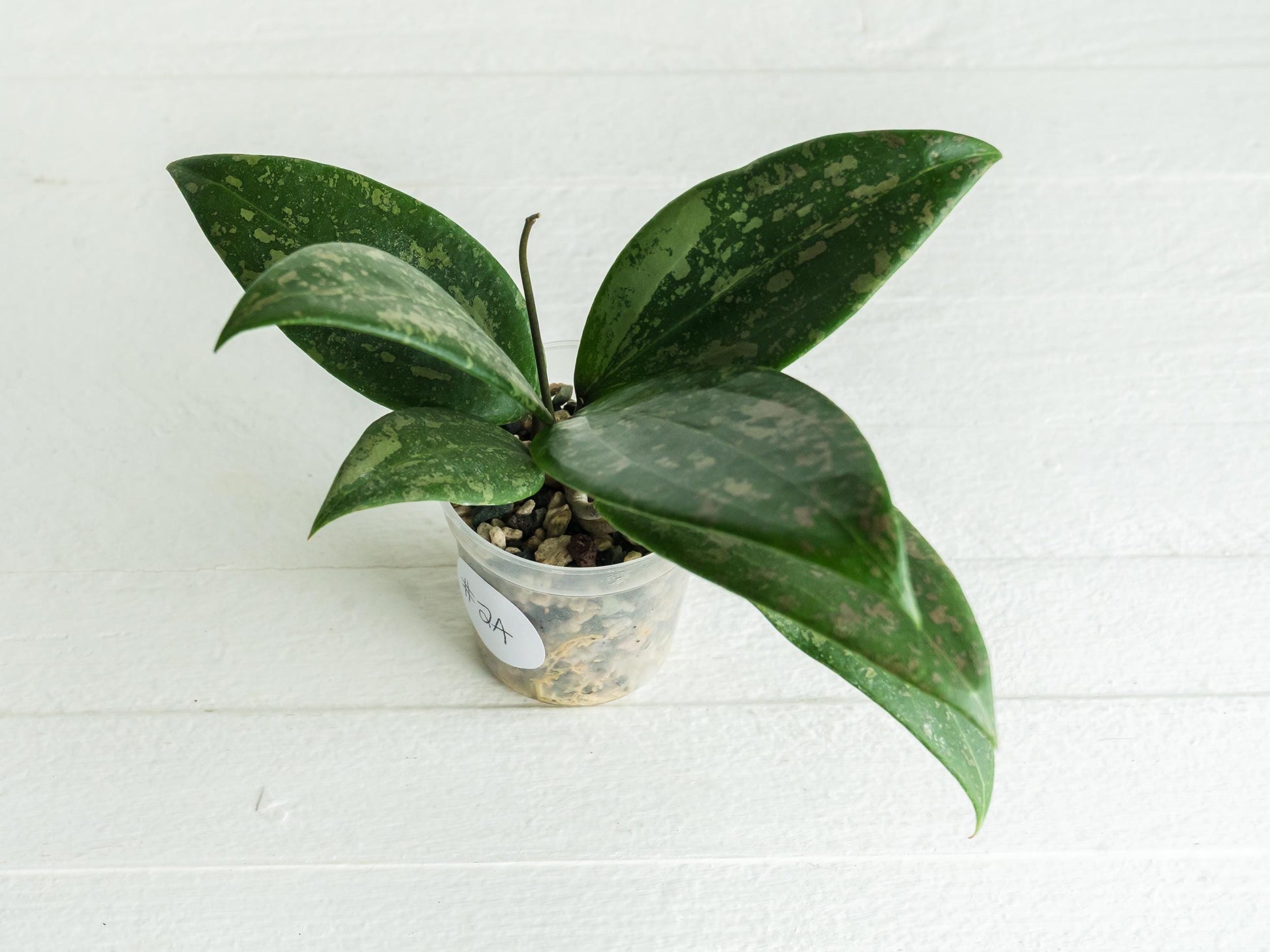 Hoya 'Strawberry Matcha' (UPT008) | 2-Inch