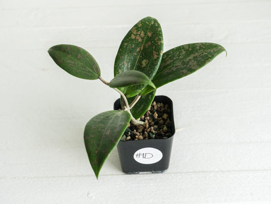 Hoya 'Strawberry Matcha' (UPT008) | 2-Inch