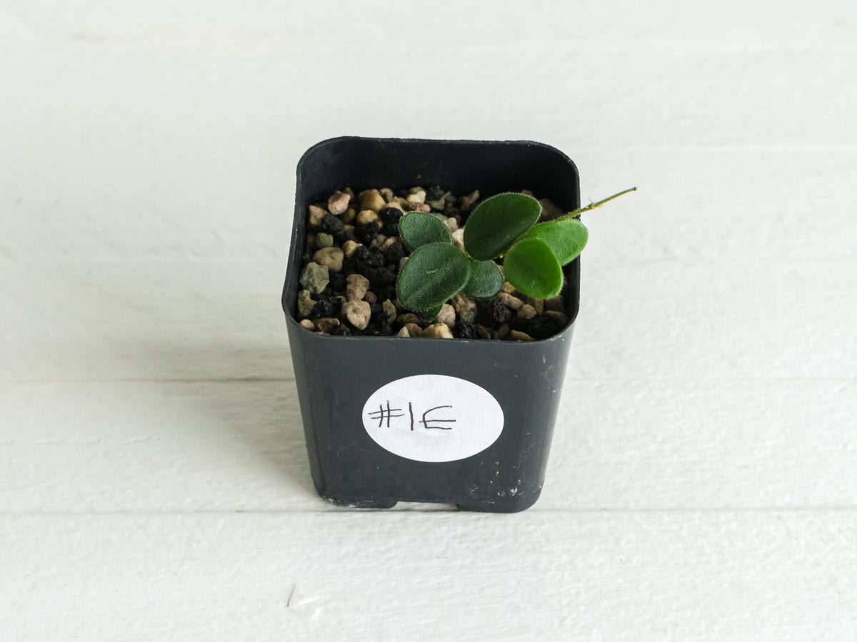Hoya serpens | 2-Inch