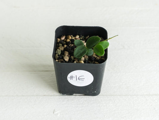 Hoya serpens | 2-Inch