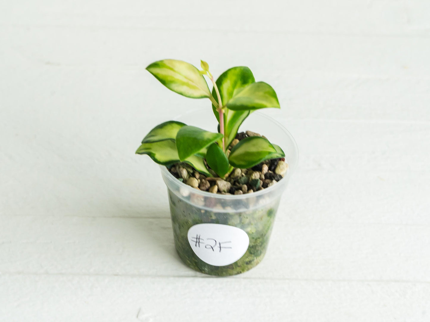 Hoya heuschkeliana (Inner Variegated) | 2-Inch