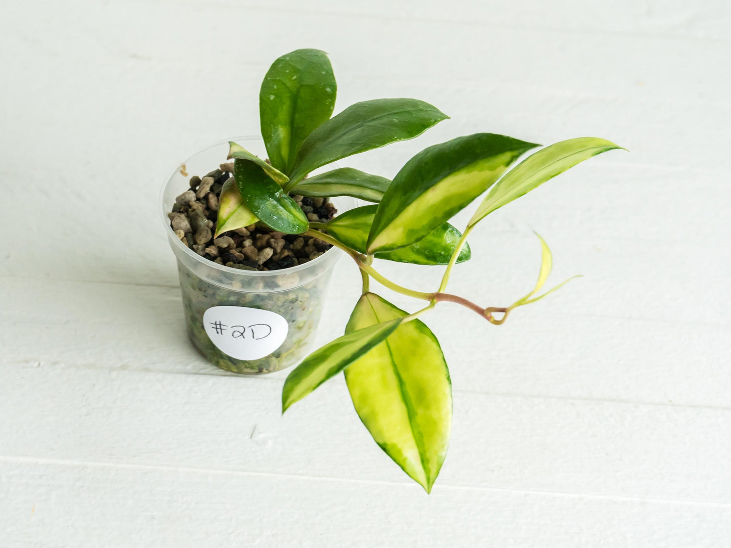 Hoya walliniana (Inner Variegated) | 2-Inch