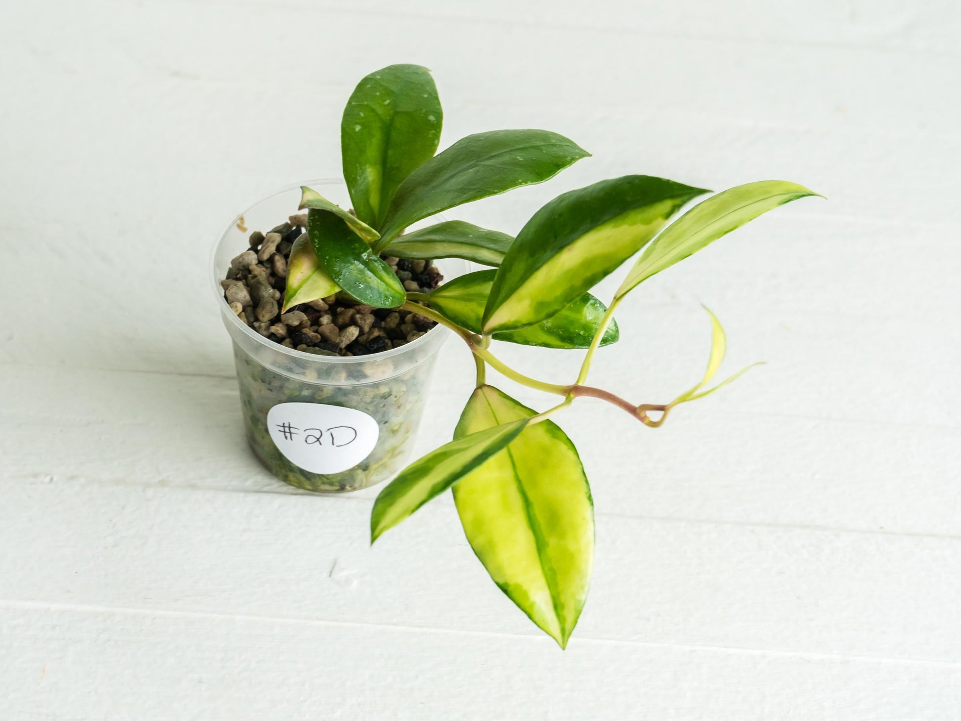 Hoya walliniana (Inner Variegated) | 2-Inch