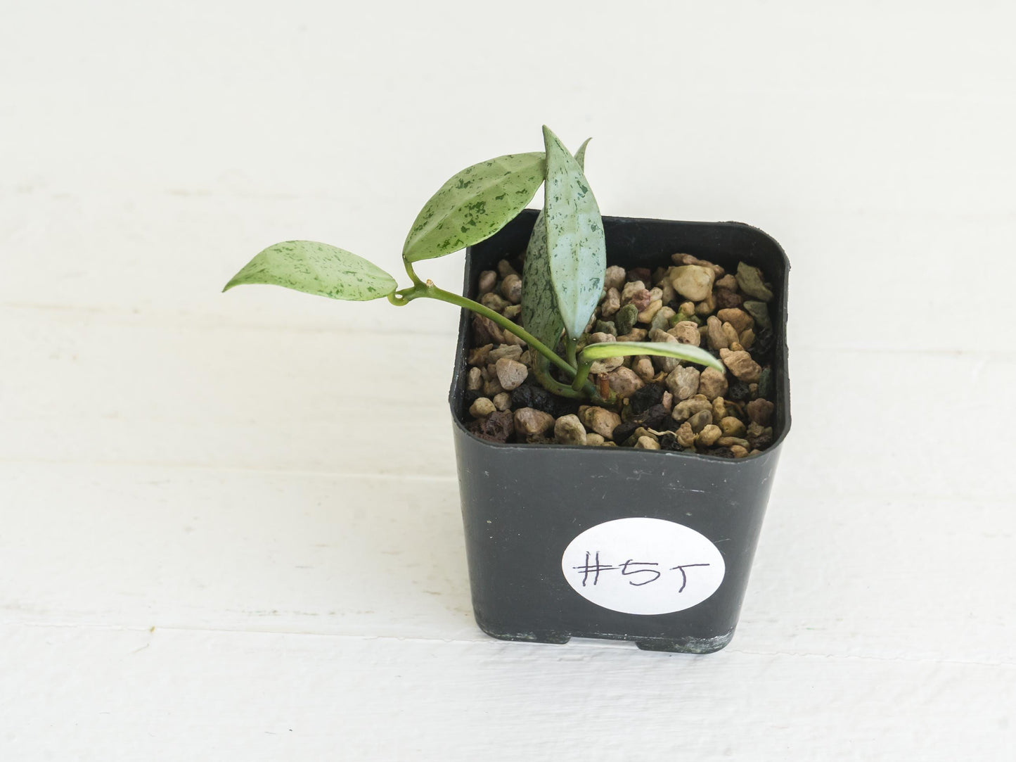 Hoya lacunosa 'Silver Lime' | 2-Inch