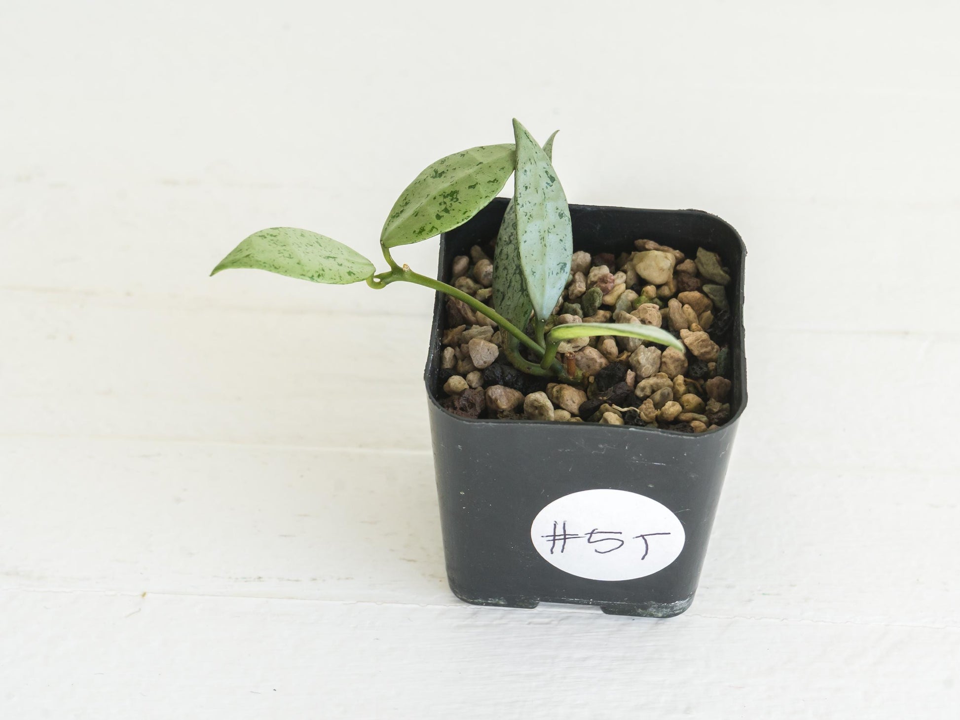 Hoya lacunosa 'Silver Lime' | 2-Inch