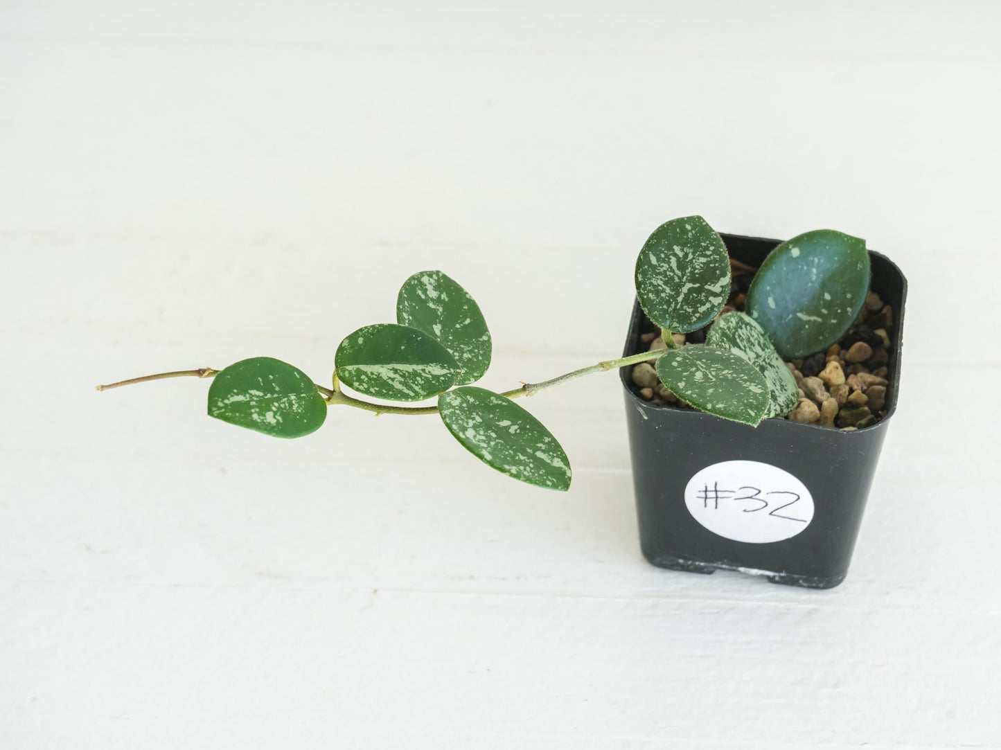 Hoya 'Mathilde' (Splash) | 2-Inch