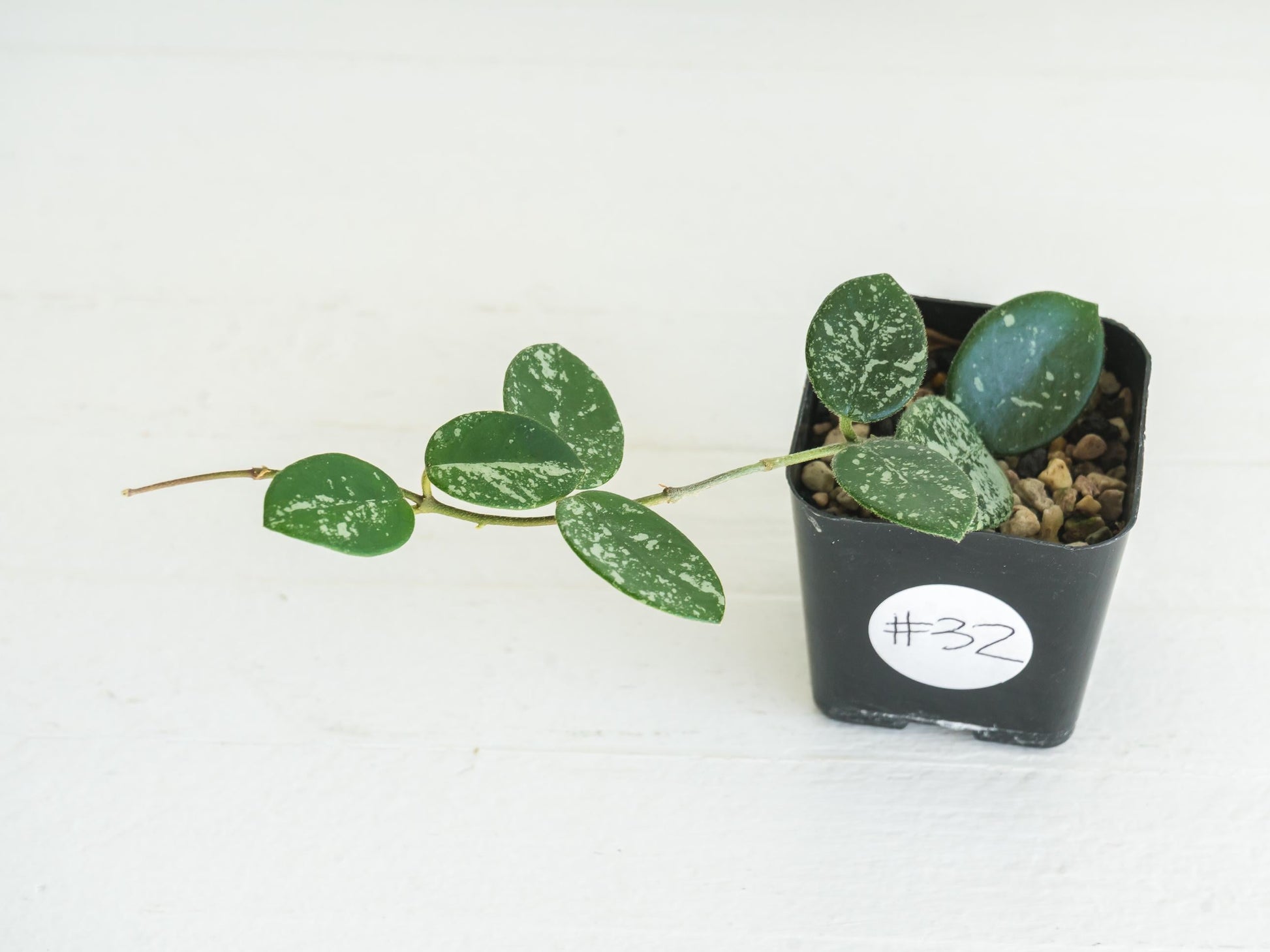 Hoya 'Mathilde' (Splash) | 2-Inch