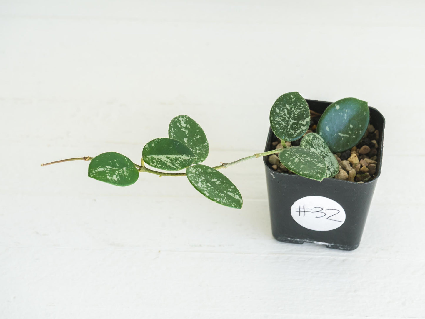 Hoya 'Mathilde' (Splash) | 2-Inch