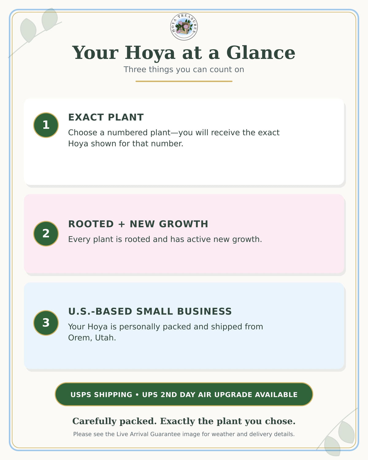 Hoya cumingiana (Albo | Outer Variegated) | 3-Inch