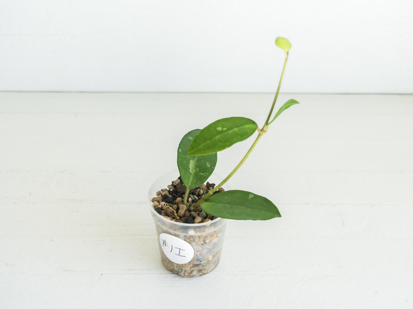 Hoya Elliptica | 2-Inch
