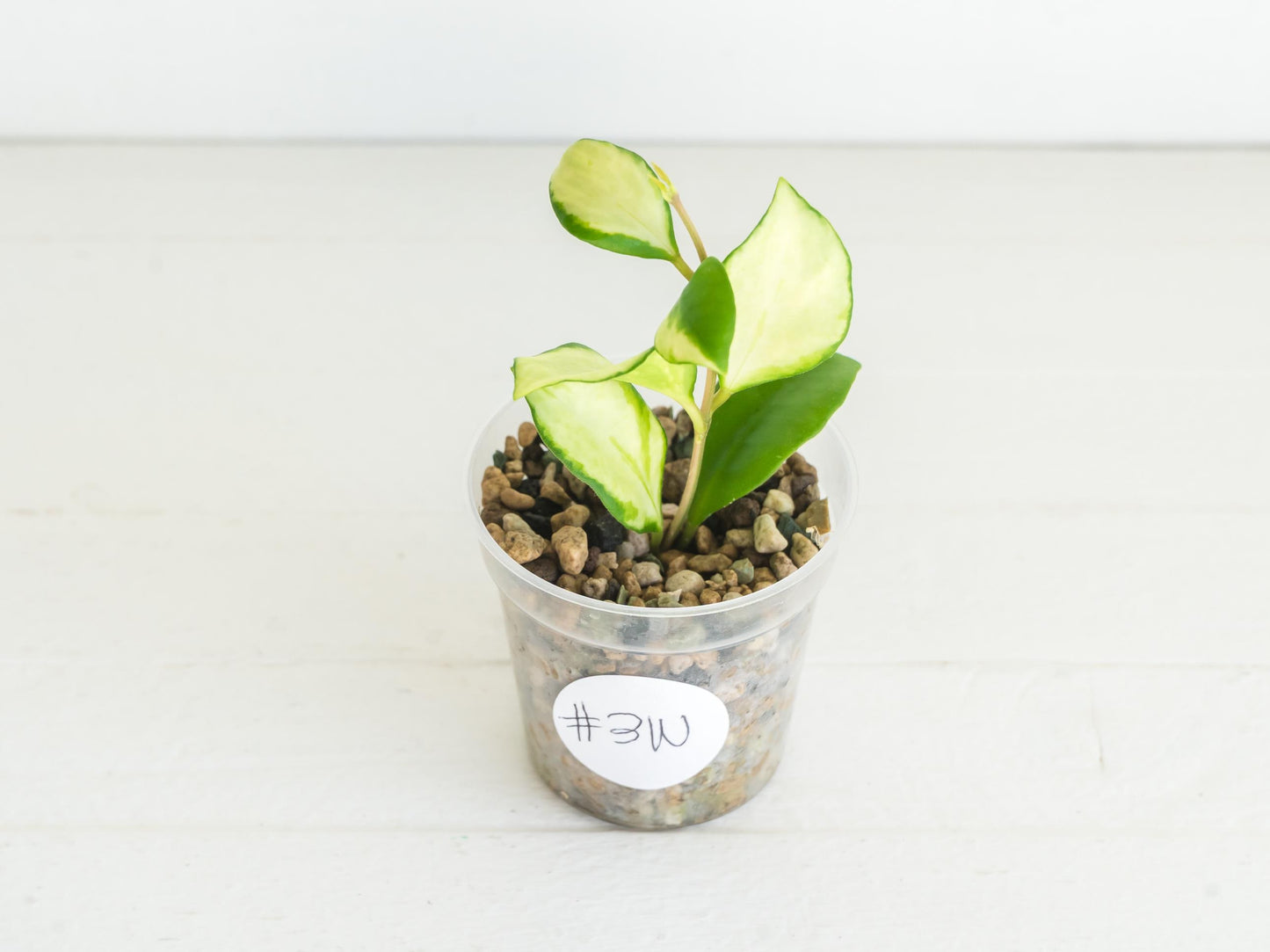 Hoya heuschkeliana (Inner Variegated) | 2-Inch