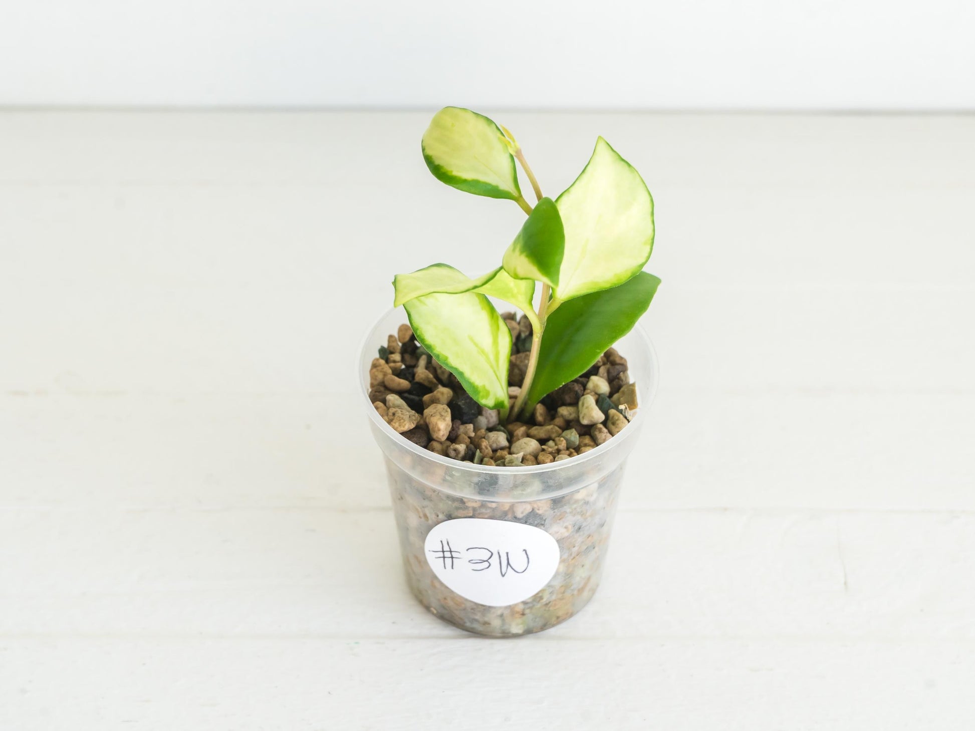 Hoya heuschkeliana (Inner Variegated) | 2-Inch