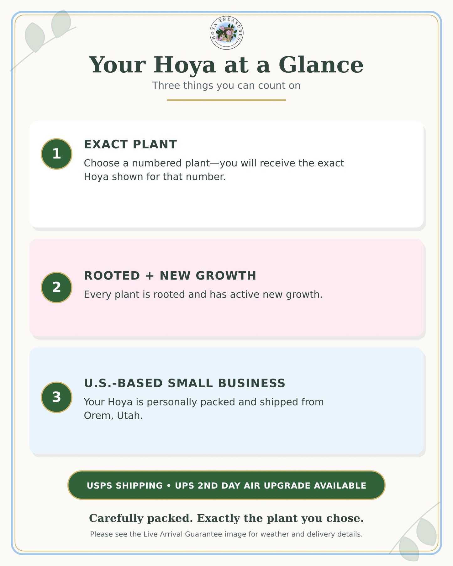Hoya serpens (Silver) | 2-Inch