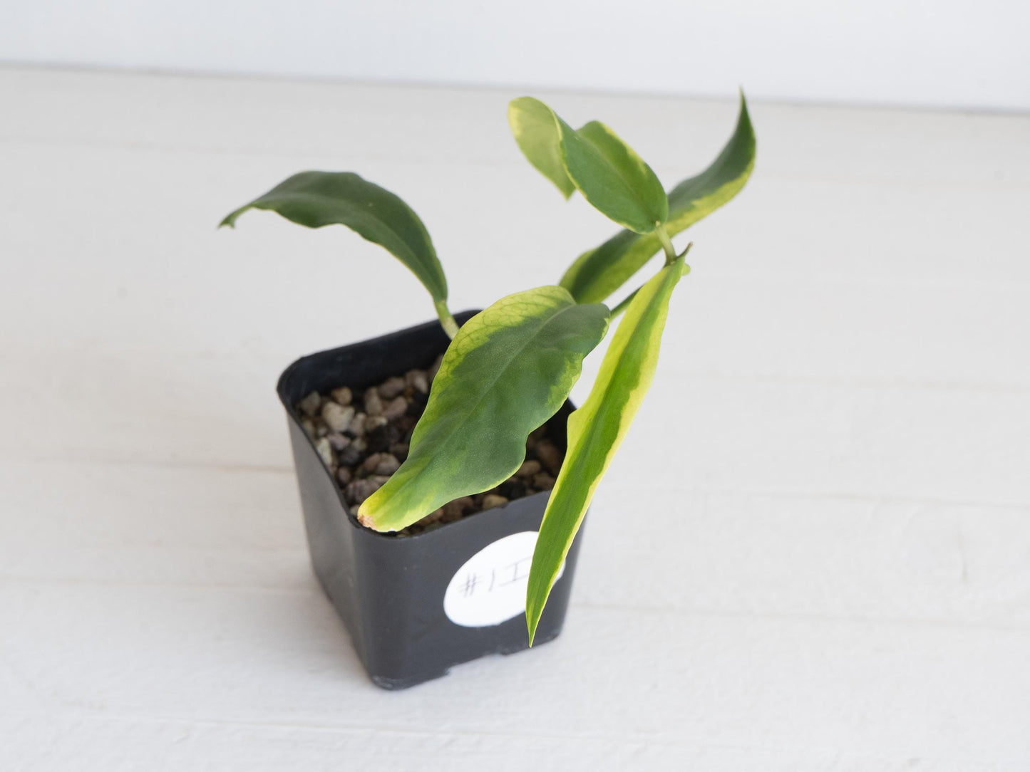 Hoya pimenteliana (Albo / Outer Variegated) | 2-Inch