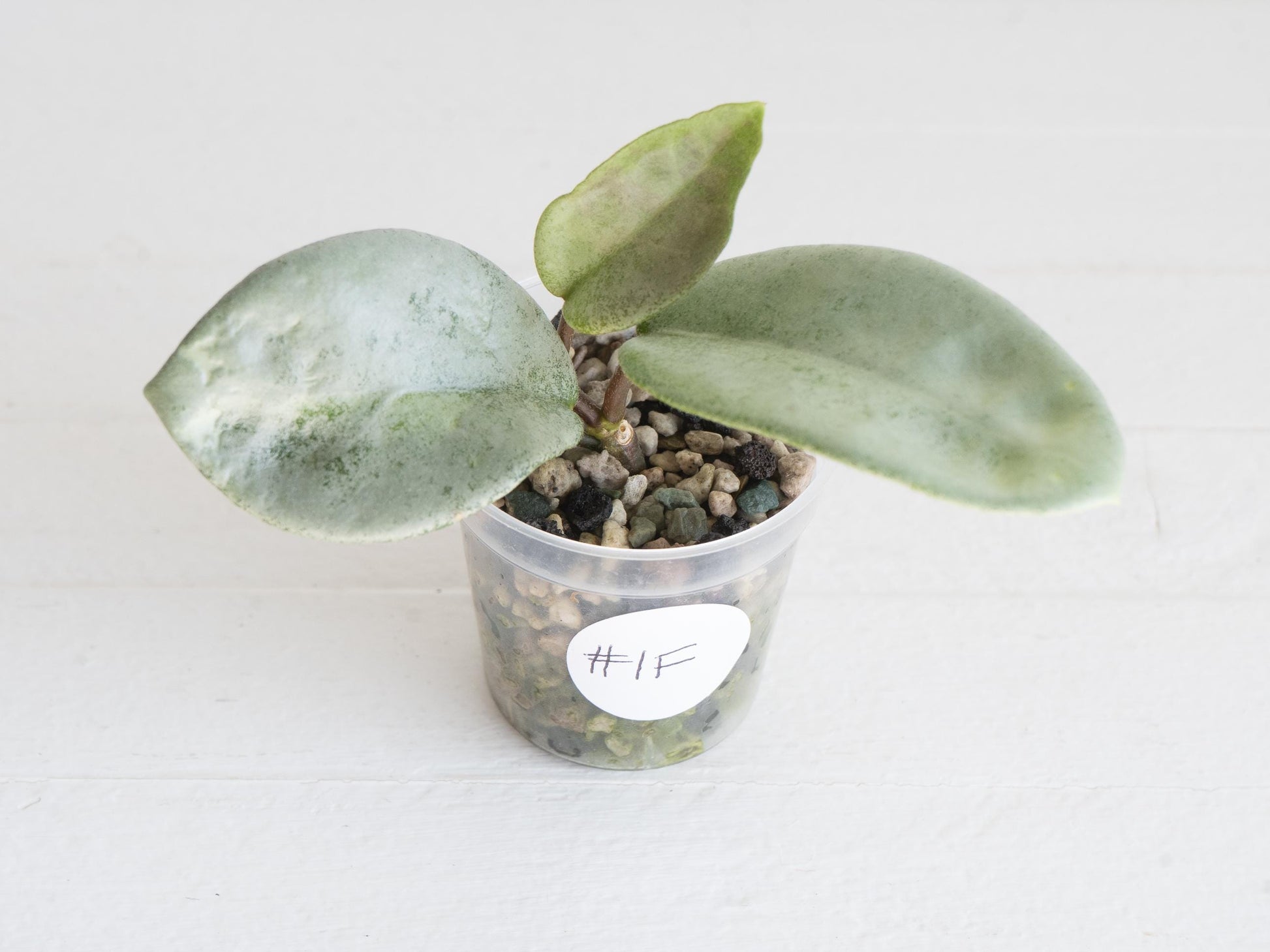 Hoya carnosa 'Nova Ghost' | 2-Inch