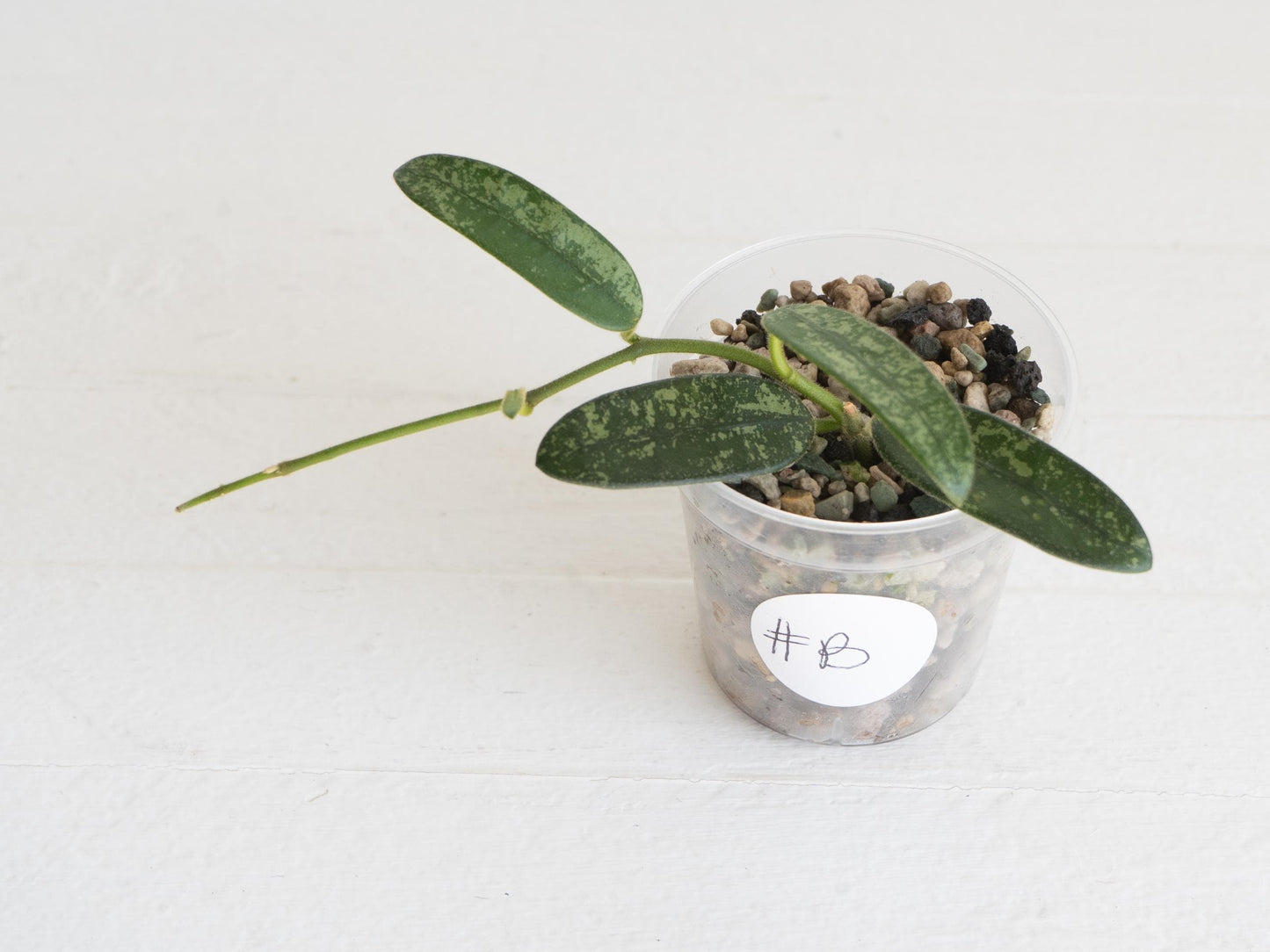 Hoya lyi (Splash) | 2-Inch