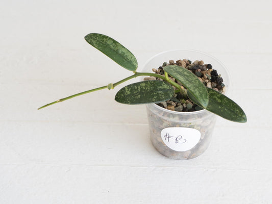 Hoya lyi (Splash) | 2-Inch