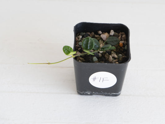 Hoya tengchongensis (aka nummularia) | 2-Inch