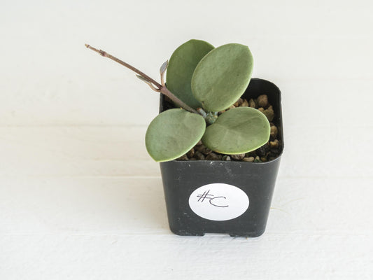 Hoya 'Grey Fairy' | 2-Inch