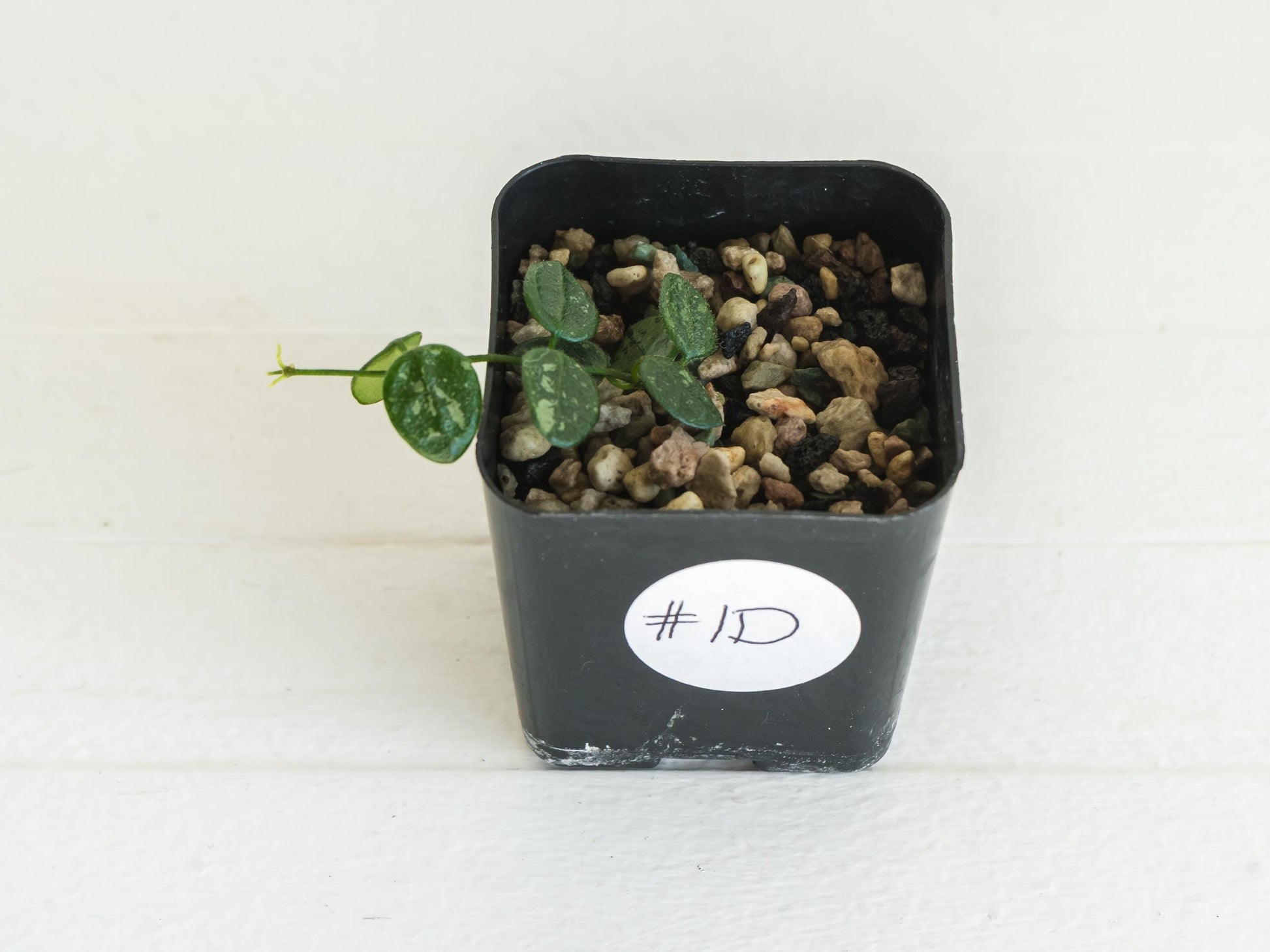 Hoya serpens | 2-Inch