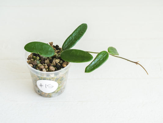 Hoya lyi | 2-Inch