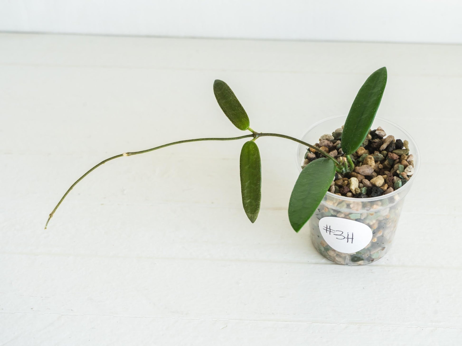 Hoya lyi | 2-Inch