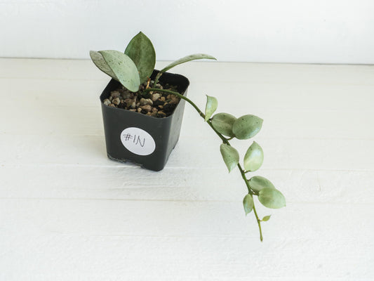 Hoya lacunosa 'Silver Mint Coin'