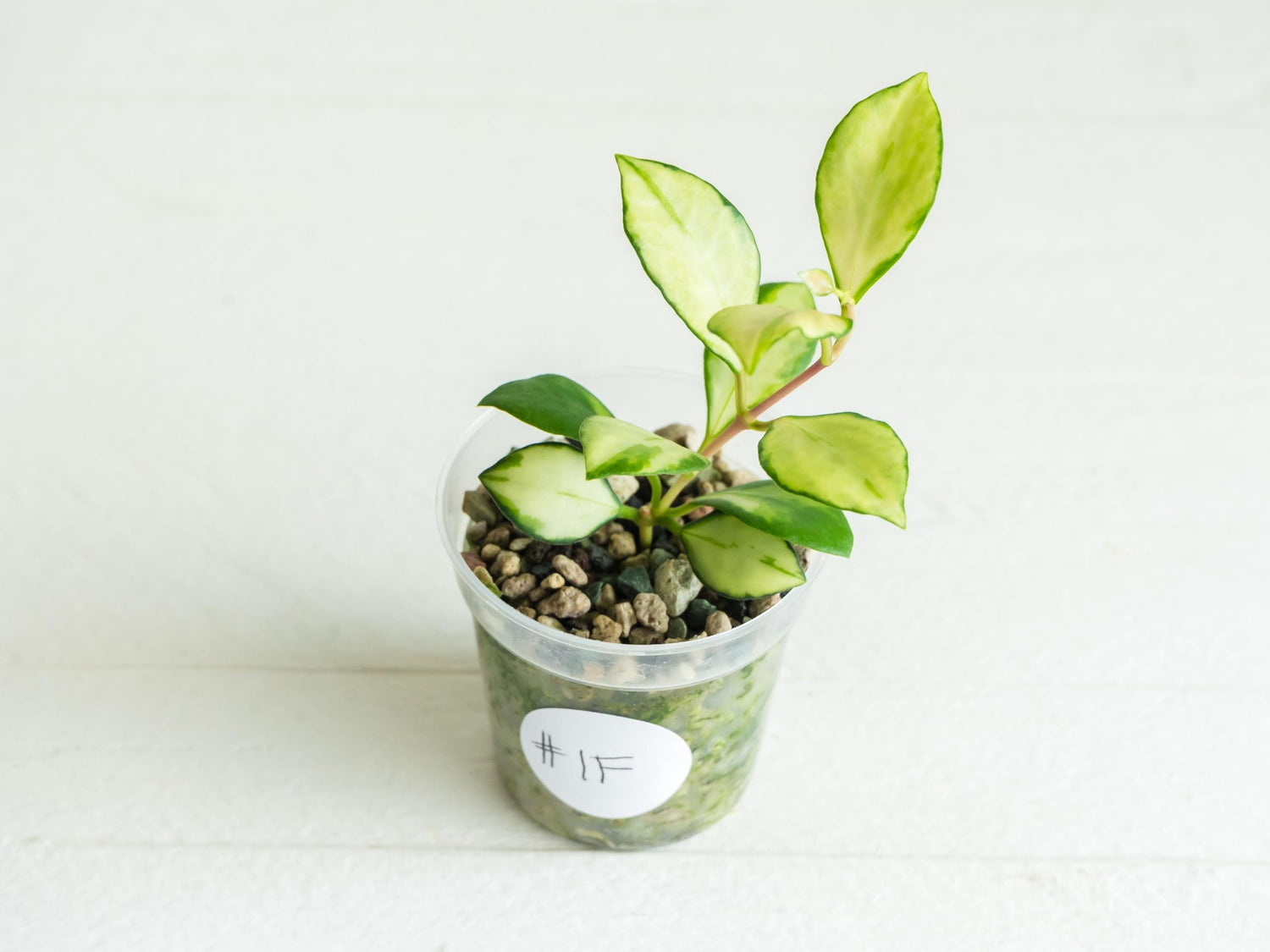 Hoya heuschkeliana (Inner Variegated) | 2-Inch
