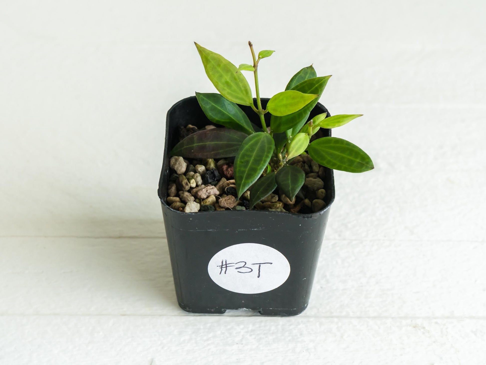 Hoya Microdwarf | 2-Inch