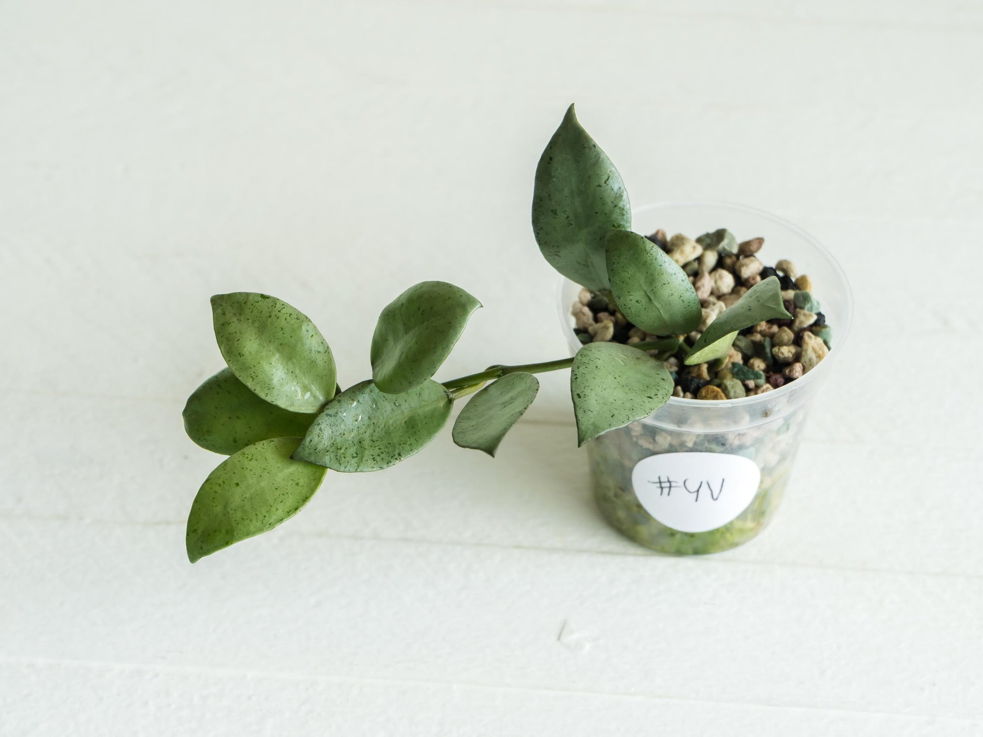 Hoya lacunosa 'Silver Mint Coin'