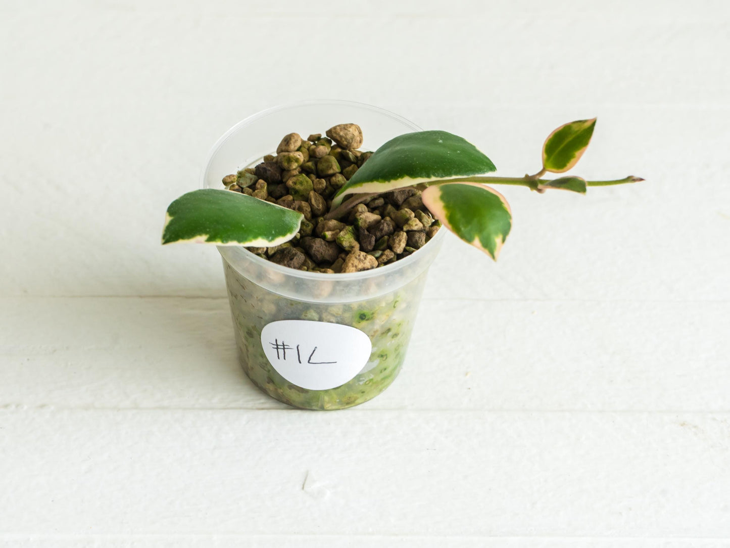 Hoya incurvula (Albomarginata / Outer Variegated) aka Hoya palta | 2-Inch