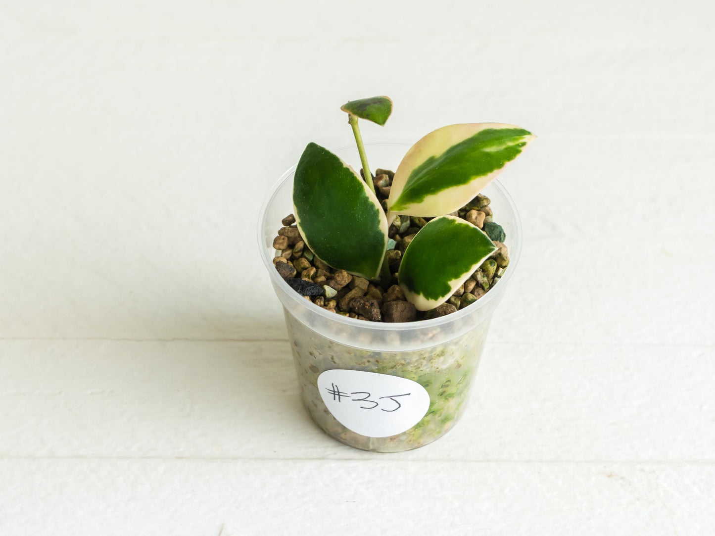 Hoya incurvula (Albomarginata / Outer Variegated) aka Hoya palta | 2-Inch